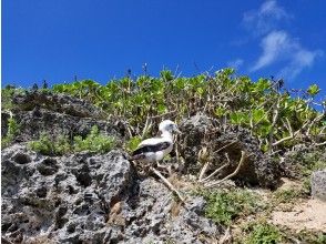 プランの魅力 You may be able to see the booby chicks! の画像