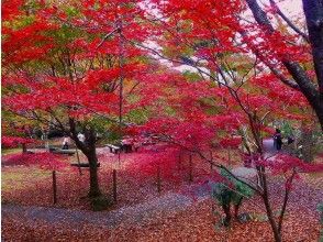 プランの魅力  の画像