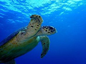 プランの魅力 Sea turtle の画像