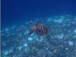 プランの魅力 ウミガメが見れちゃう！ の画像