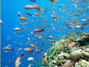 プランの魅力 カラフルなお魚が目の前に！ の画像
