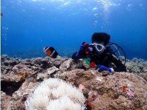 プランの魅力 水中写真プレゼント♪ の画像