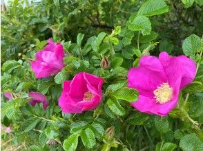 プランの魅力 海岸性植物 の画像