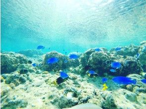 プランの魅力 カラフルな魚達 の画像