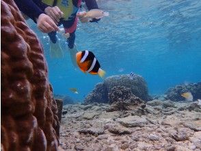 プランの魅力 You can also meet anemone fish の画像