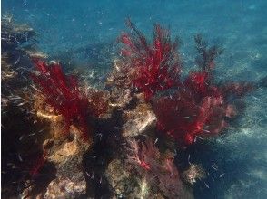 プランの魅力 Shallow corals and fish are very beautiful ☆ の画像