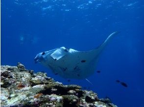 プランの魅力 It would be great if you could meet the longed-for "Manta"! の画像