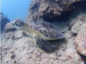 プランの魅力 可愛いウミガメにも♪ の画像