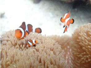 プランの魅力 Cute anemone の画像