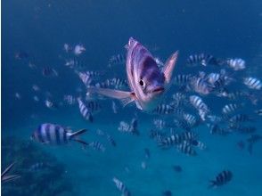 プランの魅力 Surrounded by fish! の画像