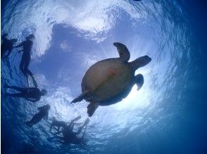 プランの魅力 ウミガメと一緒に泳ごうっ！ の画像