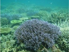 プランの魅力 A wide variety of corals spread around Ogami Island. の画像