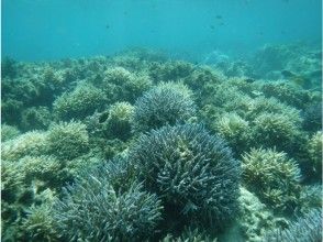 プランの魅力 Many tropical fish can be seen around the coral reef, and if you are lucky, you can also see sea turtles! の画像