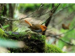 プランの魅力 高地ならではの生き物も! の画像