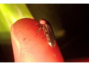 プランの魅力 ホタルに出会えることも!? の画像