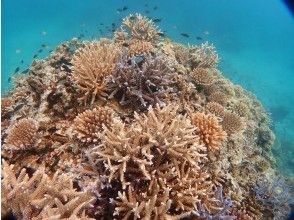 プランの魅力 沢山のサンゴや魚たちを見ながら♪ の画像