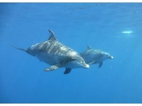 プランの魅力 A large gathering of dolphin lovers! の画像