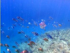 プランの魅力 ザ・熱帯魚 の画像