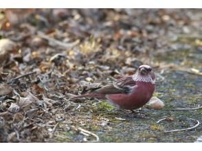 プランの魅力 野鳥が豊富♡ の画像