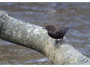 プランの魅力 野鳥が豊富 の画像