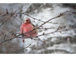 プランの魅力 野鳥が豊富♪ の画像