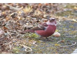 プランの魅力 野鳥が豊富! の画像