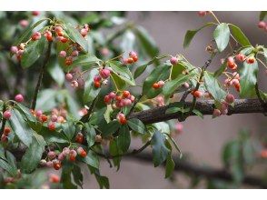 プランの魅力 その他の自然も面白い の画像