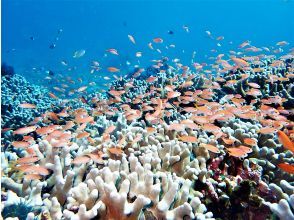 プランの魅力 石垣ならではのサンゴ礁 の画像