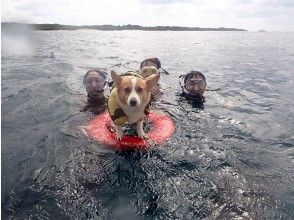 プランの魅力 看板犬ニコ の画像