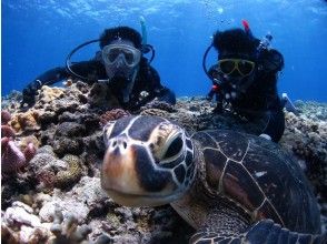 プランの魅力 大人気のウミガメが の画像