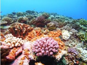 プランの魅力 一面のサンゴ礁 の画像