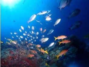 プランの魅力 ザッ！熱帯魚 の画像