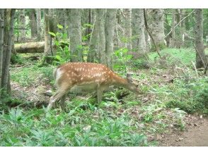 プランの魅力 動物たちに遭遇も!! の画像