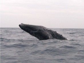 プランの魅力 4.樂趣無窮的一日體驗！ の画像