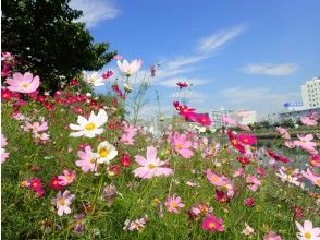 プランの魅力 しながわ花海道 の画像