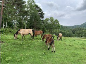 プランの魅力 木曽馬 の画像