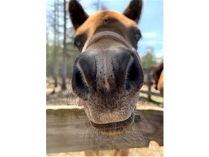 プランの魅力 木曽馬 の画像