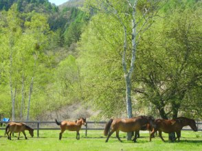 プランの魅力 木曽馬の里 の画像