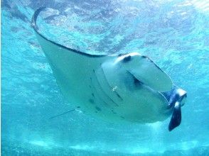 プランの魅力 Manta Ray Strengthening Month is being held from June to October! の画像