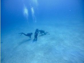 プランの魅力 砂地でのんびりまったり の画像