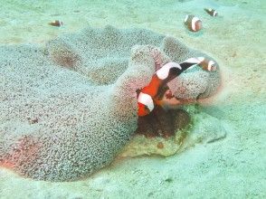 プランの魅力 いろんな生き物と出会える♪ の画像