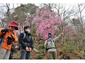 プランの魅力 春の開催 の画像