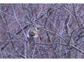 プランの魅力 道中では自然観察も の画像