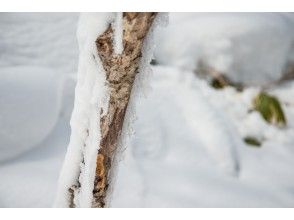 プランの魅力 雪風景を眺めながら・・・・ の画像