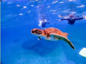 プランの魅力 宮古島の体験ダイビングは断然ビーチがオススメ! の画像
