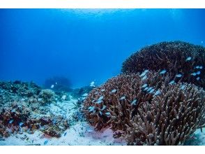 プランの魅力 宮古本来のサンゴ礁の森をお見せ致します。 の画像