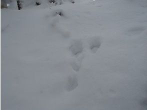 プランの魅力 ノウサギの足跡 の画像