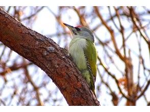 プランの魅力 中型のキツツキ、ヤマゲラ の画像