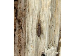 プランの魅力 こんなものも？① の画像