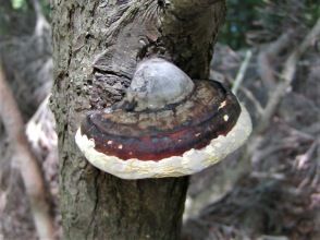 プランの魅力 こんなものが? の画像